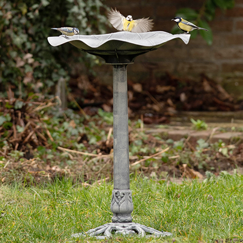 Birdcare